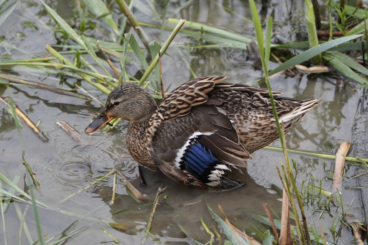 Mallard - ML617861968