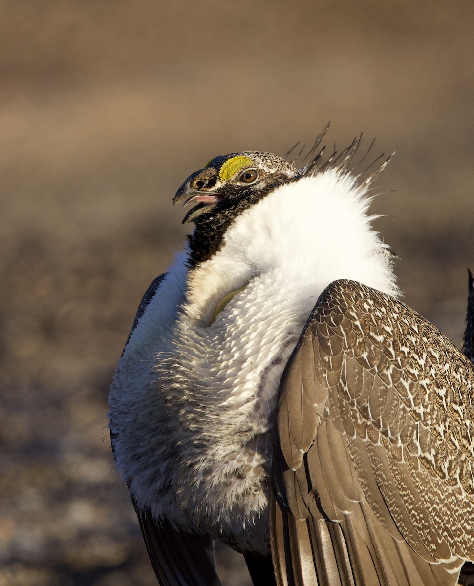 Greater Sage-Grouse - Elizabeth Moon