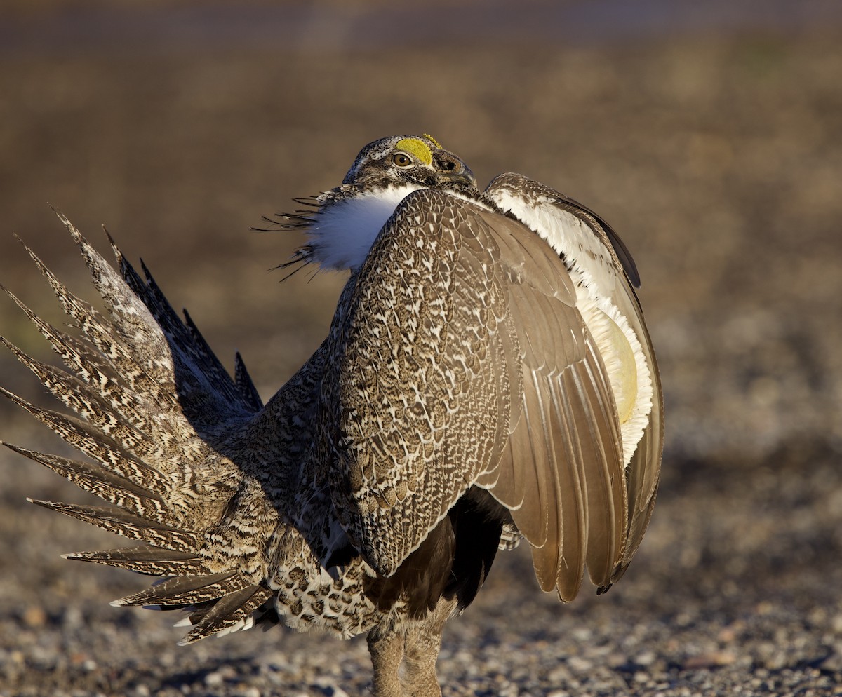 Greater Sage-Grouse - Elizabeth Moon