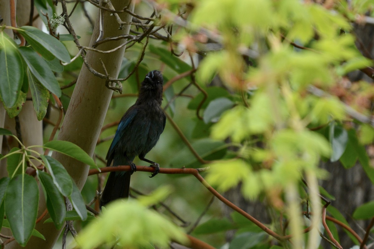 Steller's Jay - ML617862009