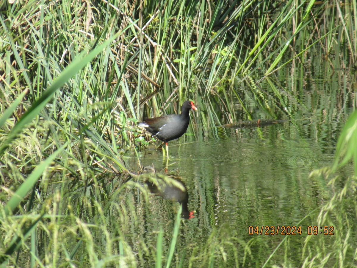 Gallinule d'Amérique - ML617862012