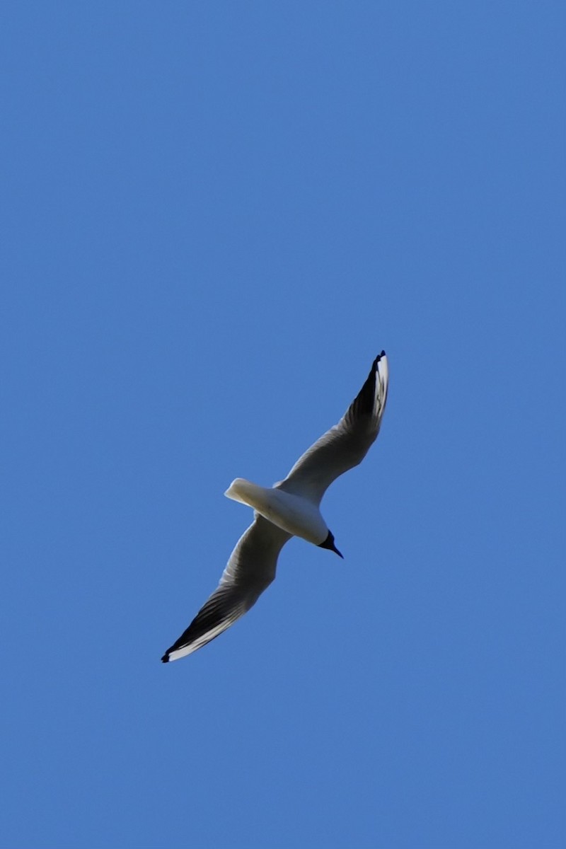 Black-headed Gull - ML617862013