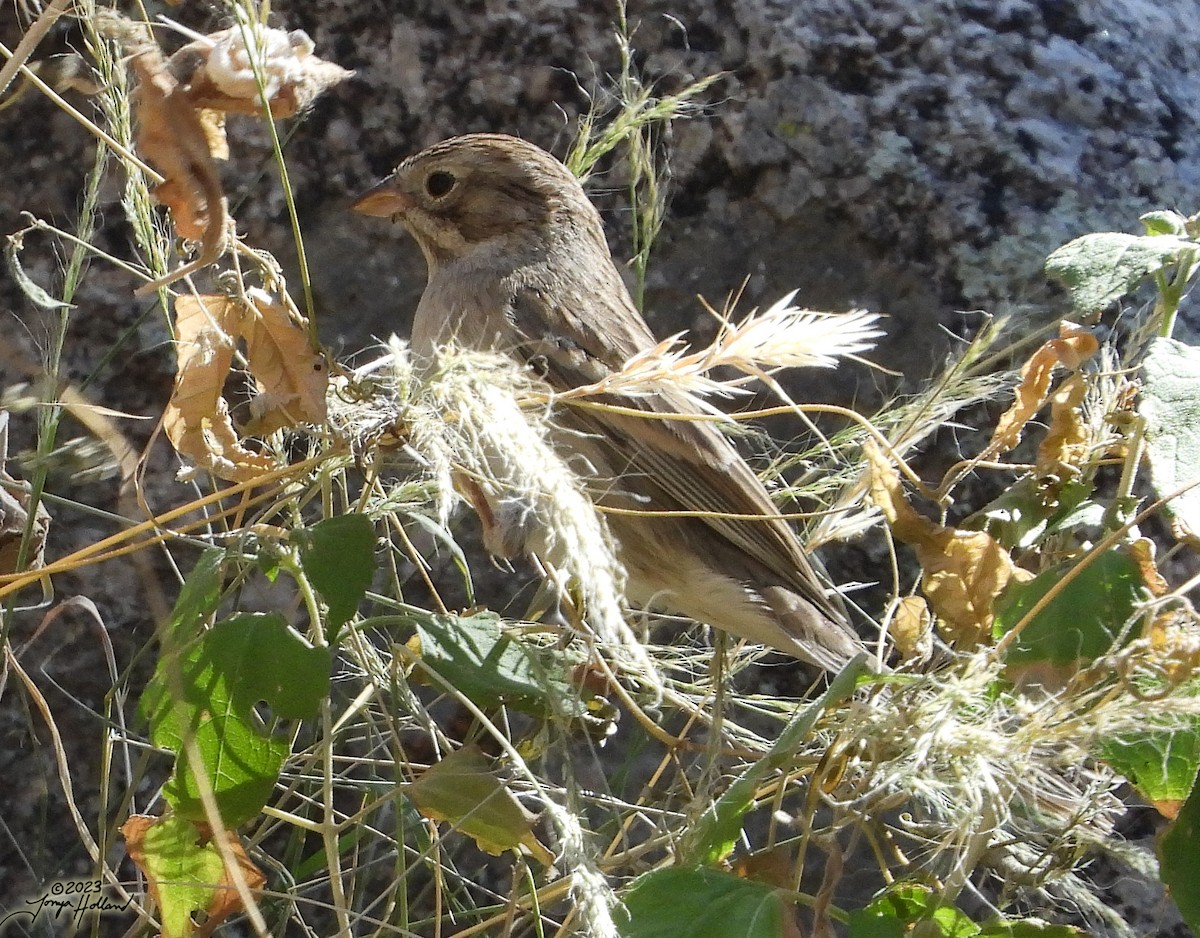 Brewer's Sparrow - ML617862031