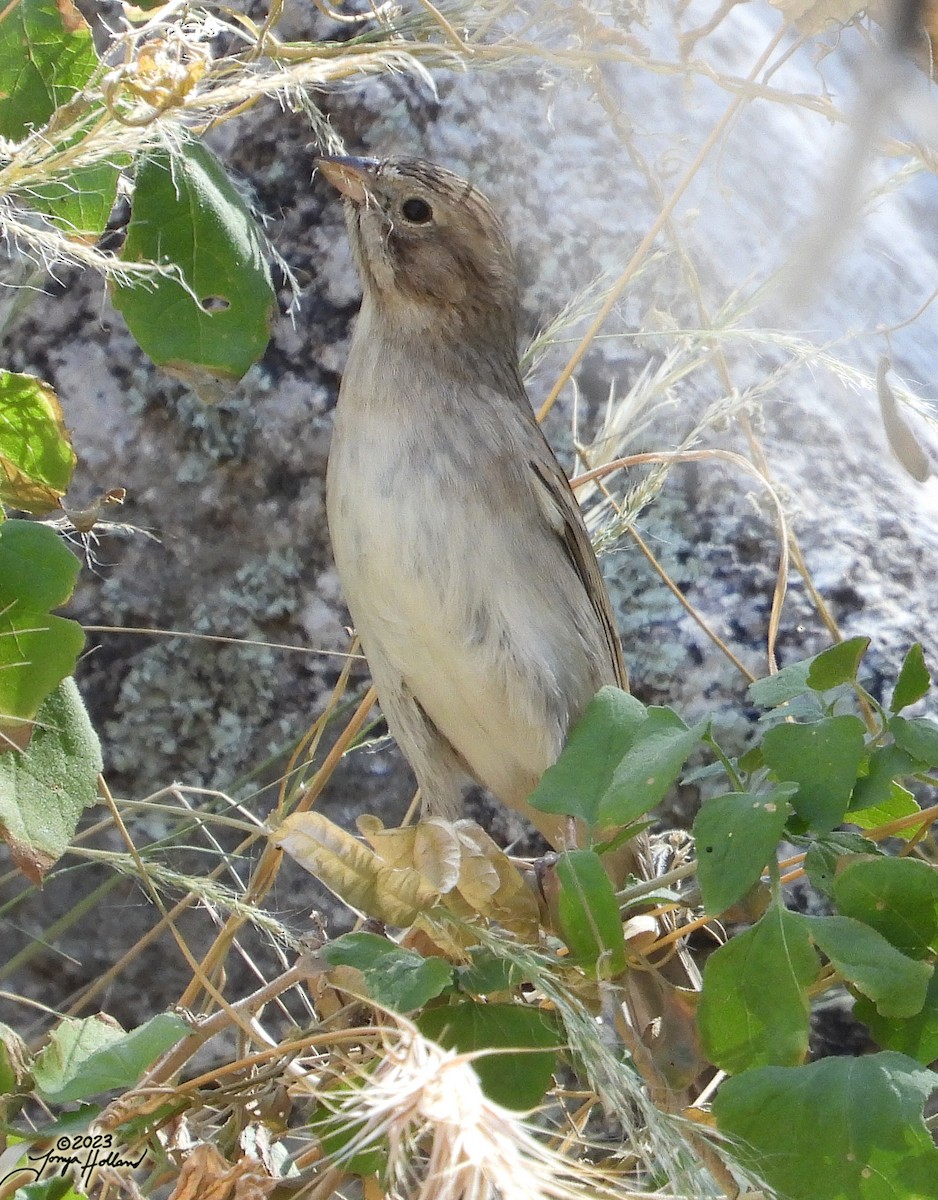 Brewer's Sparrow - ML617862035
