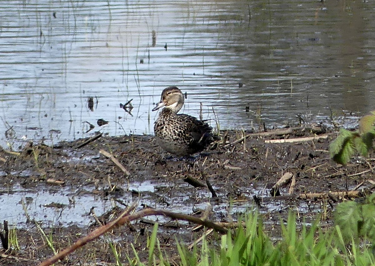 Northern Pintail - ML617862054