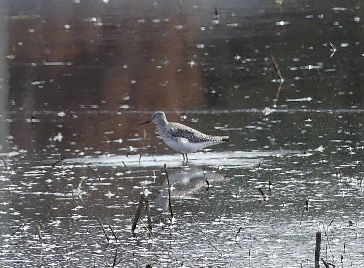 Lesser Yellowlegs - ML617862064