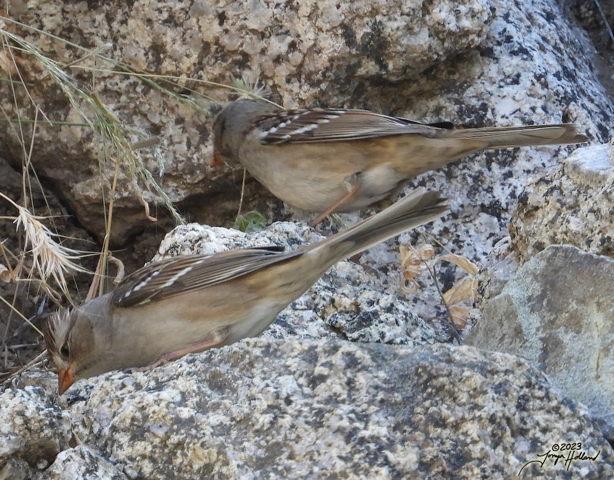 White-crowned Sparrow (Gambel's) - ML617862071