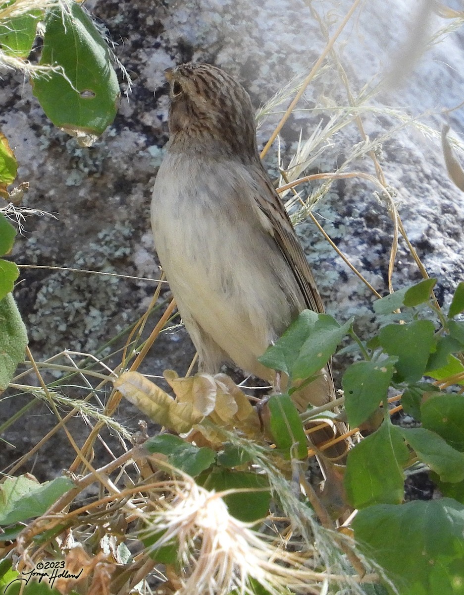 Brewer's Sparrow - ML617862079