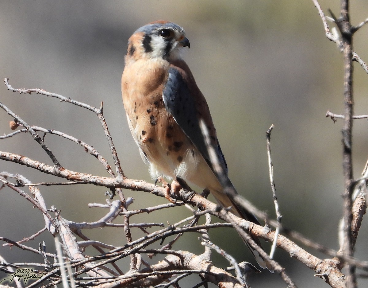 American Kestrel - ML617862101