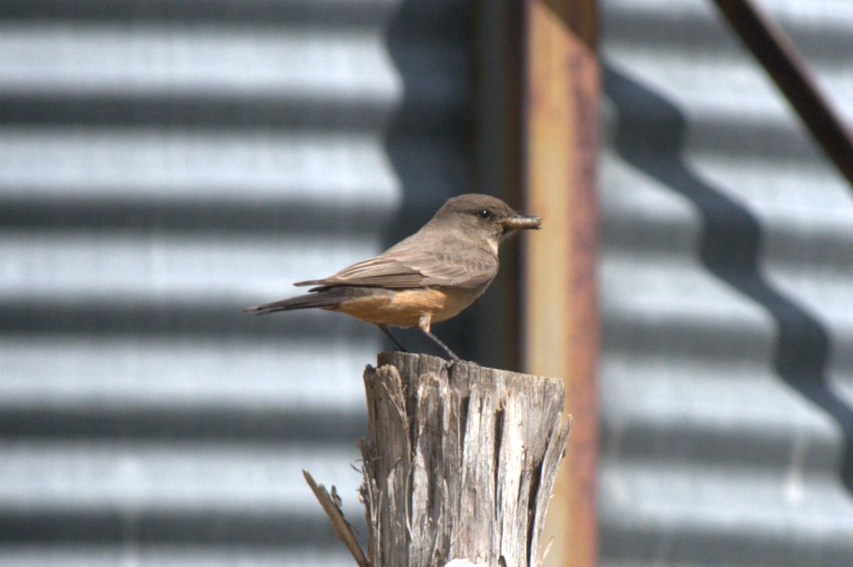 Say's Phoebe - ML617862108