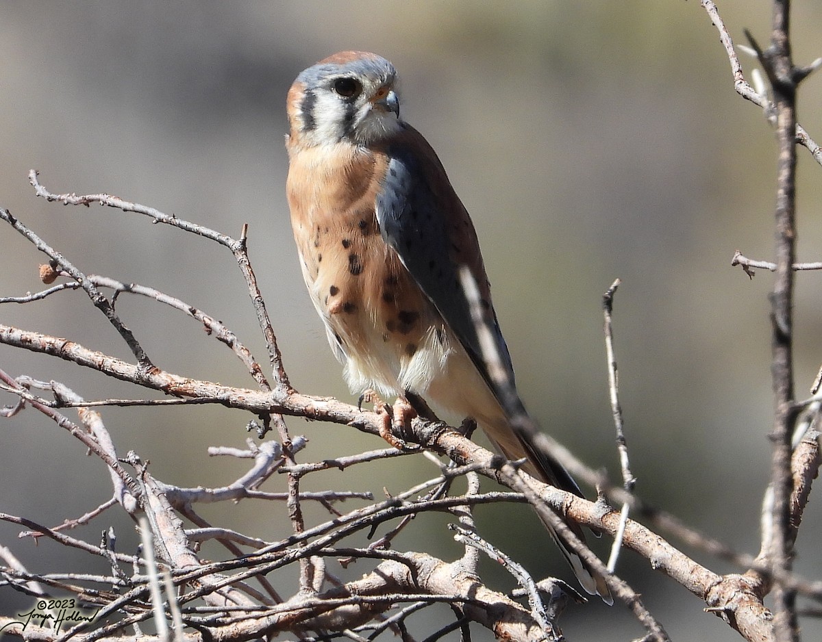 American Kestrel - ML617862112