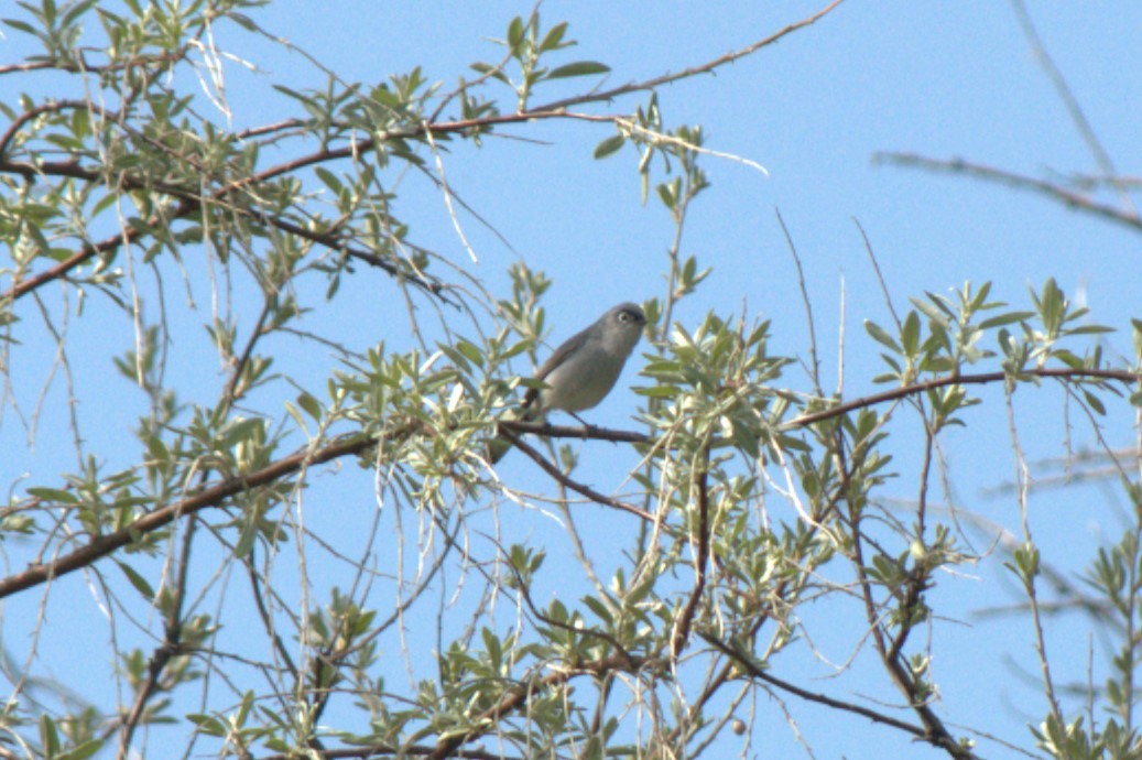 Blue-gray Gnatcatcher - ML617862114