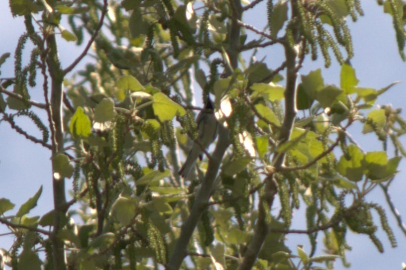 Black-throated Gray Warbler - ML617862118