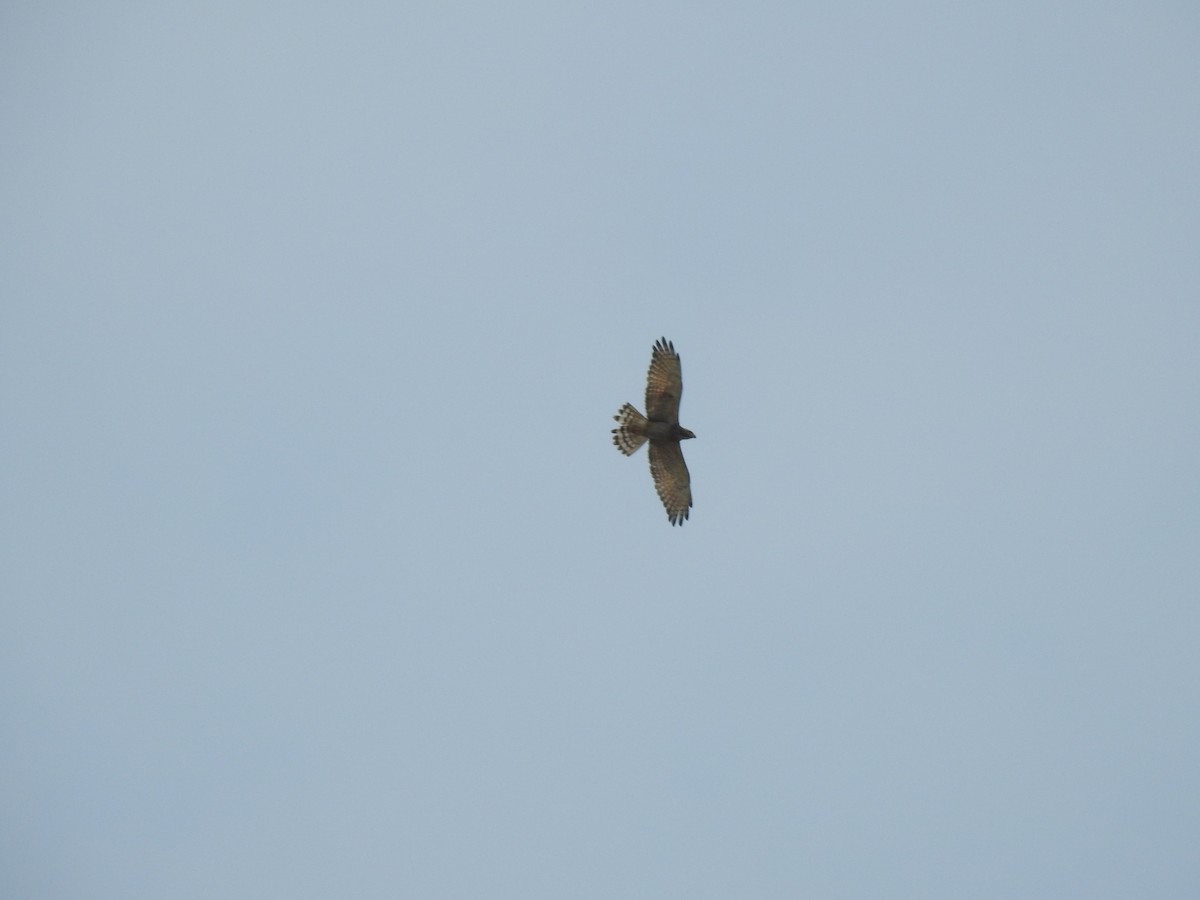 Gray-faced Buzzard - ML617862136