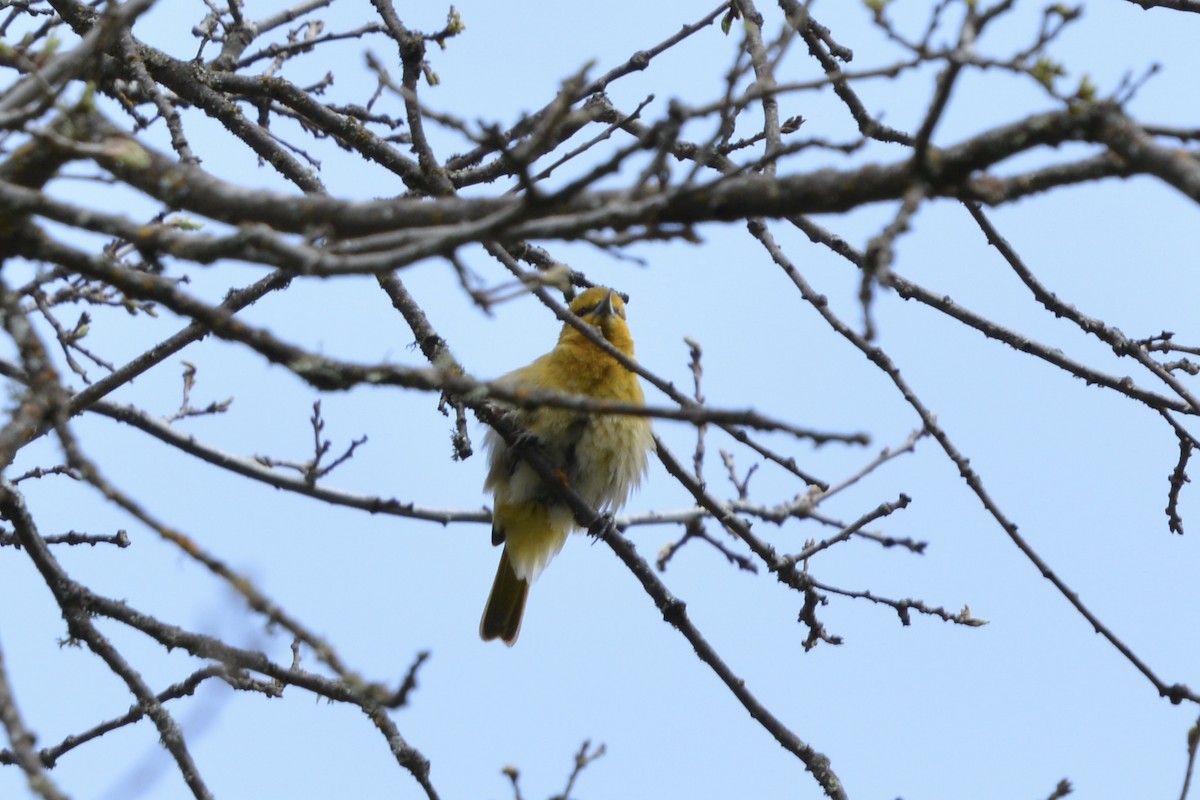 Bullock's Oriole - ML617862158