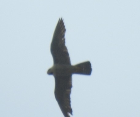 Peregrine Falcon - ting zou