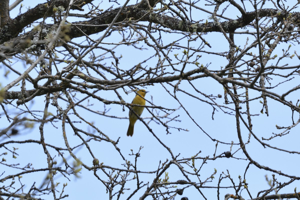 Bullock's Oriole - ML617862194