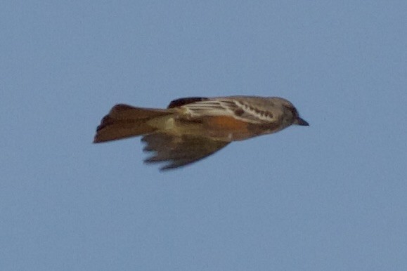 Ash-throated Flycatcher - ML617862238