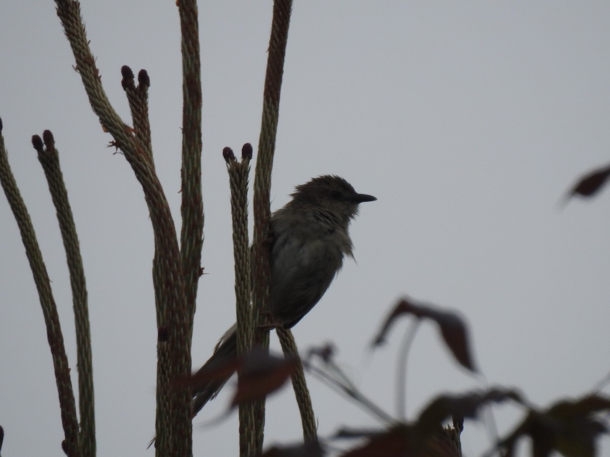 Striped Prinia - ML617862268