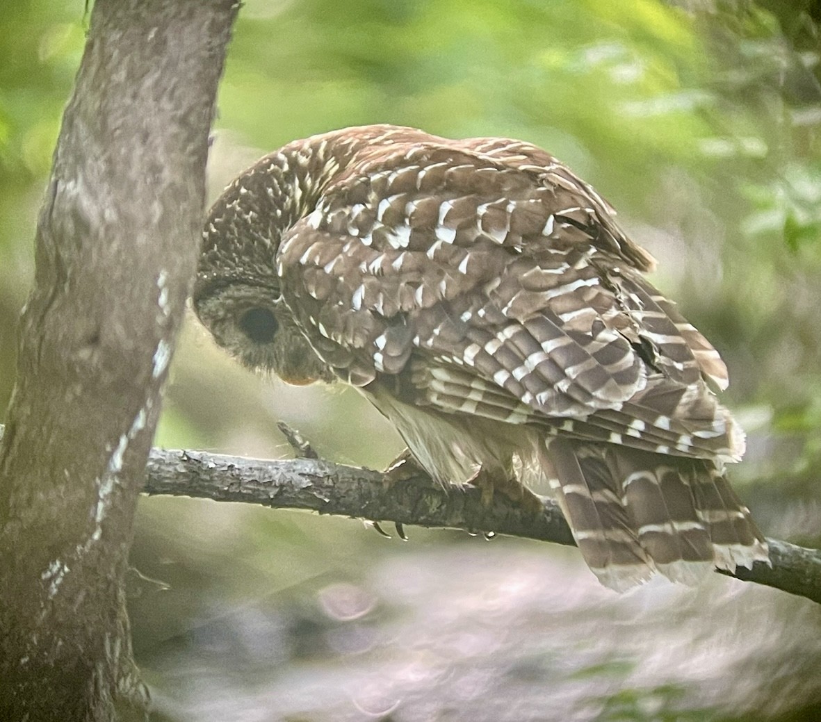 Barred Owl - ML617862293