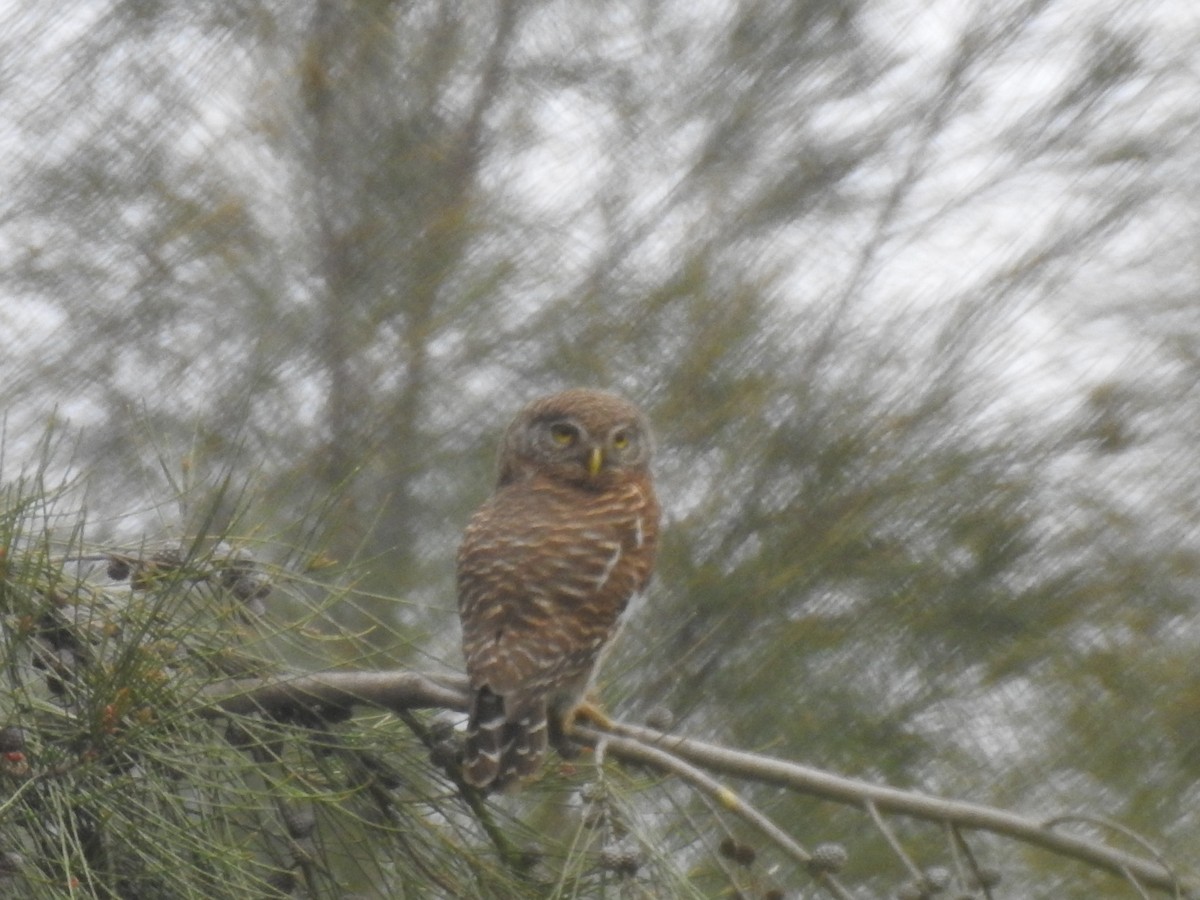 Asian Barred Owlet - ML617862298