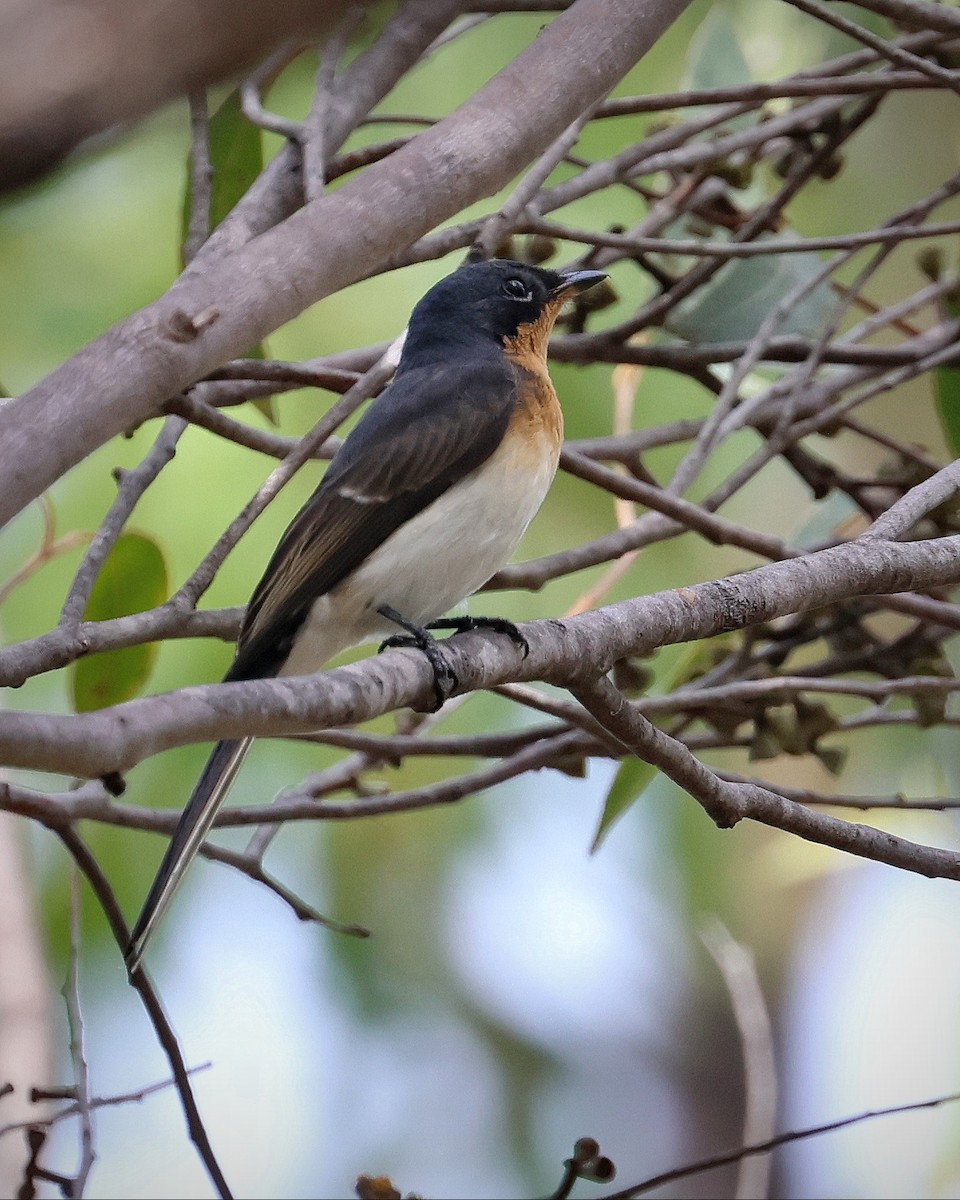 Satin Flycatcher - ML617862299