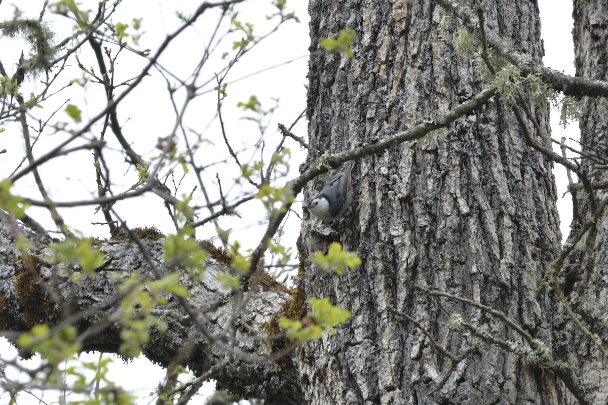 White-breasted Nuthatch - ML617862309