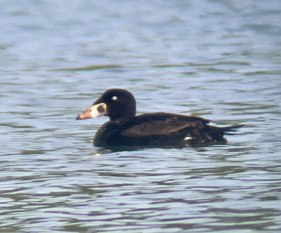 Surf Scoter - ML617862338