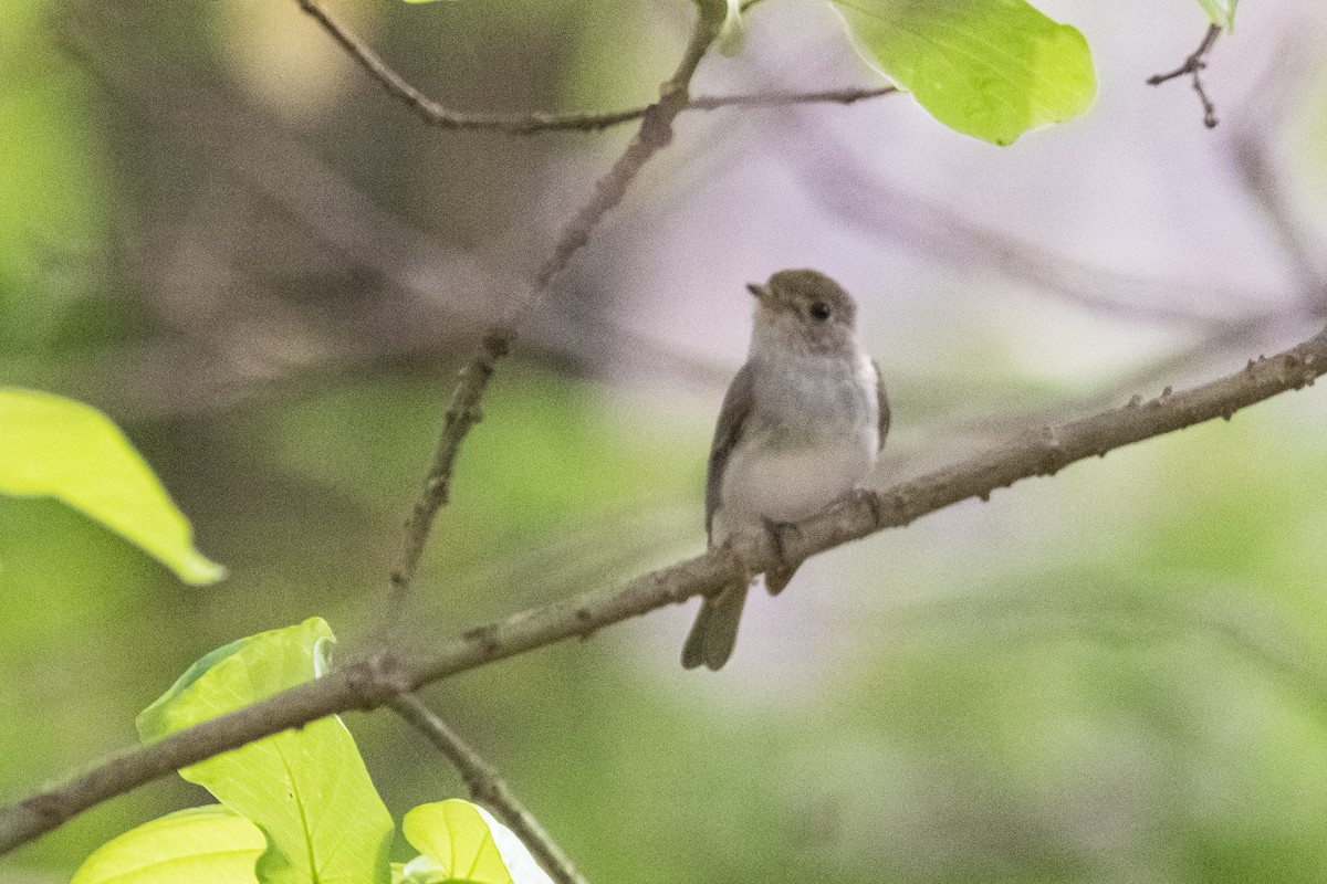 Asian Brown Flycatcher - ML617862414