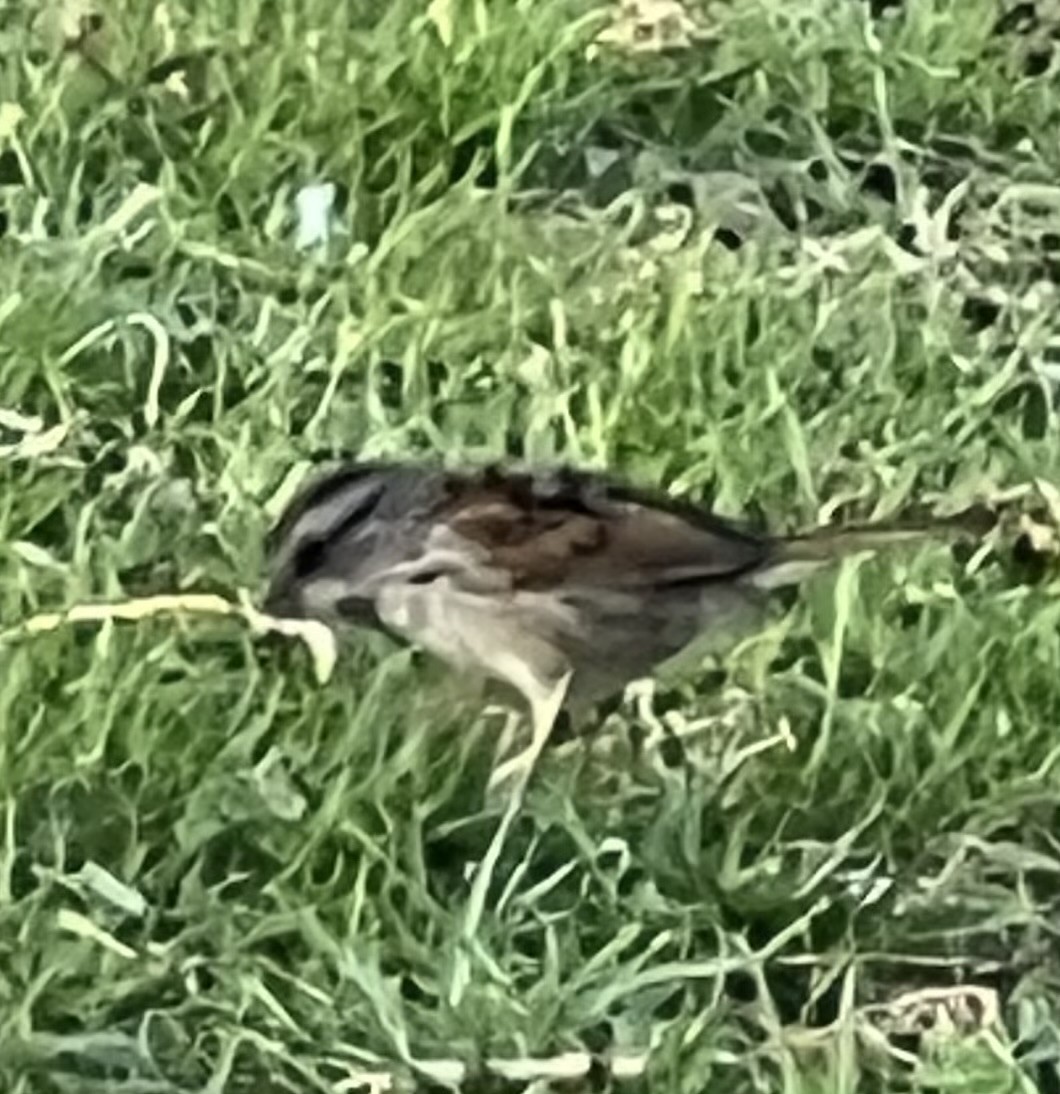 Swamp Sparrow - Bart Williams