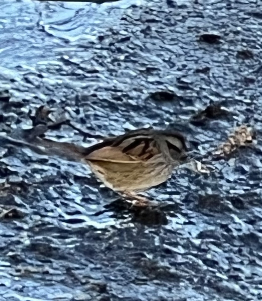 Swamp Sparrow - ML617862494