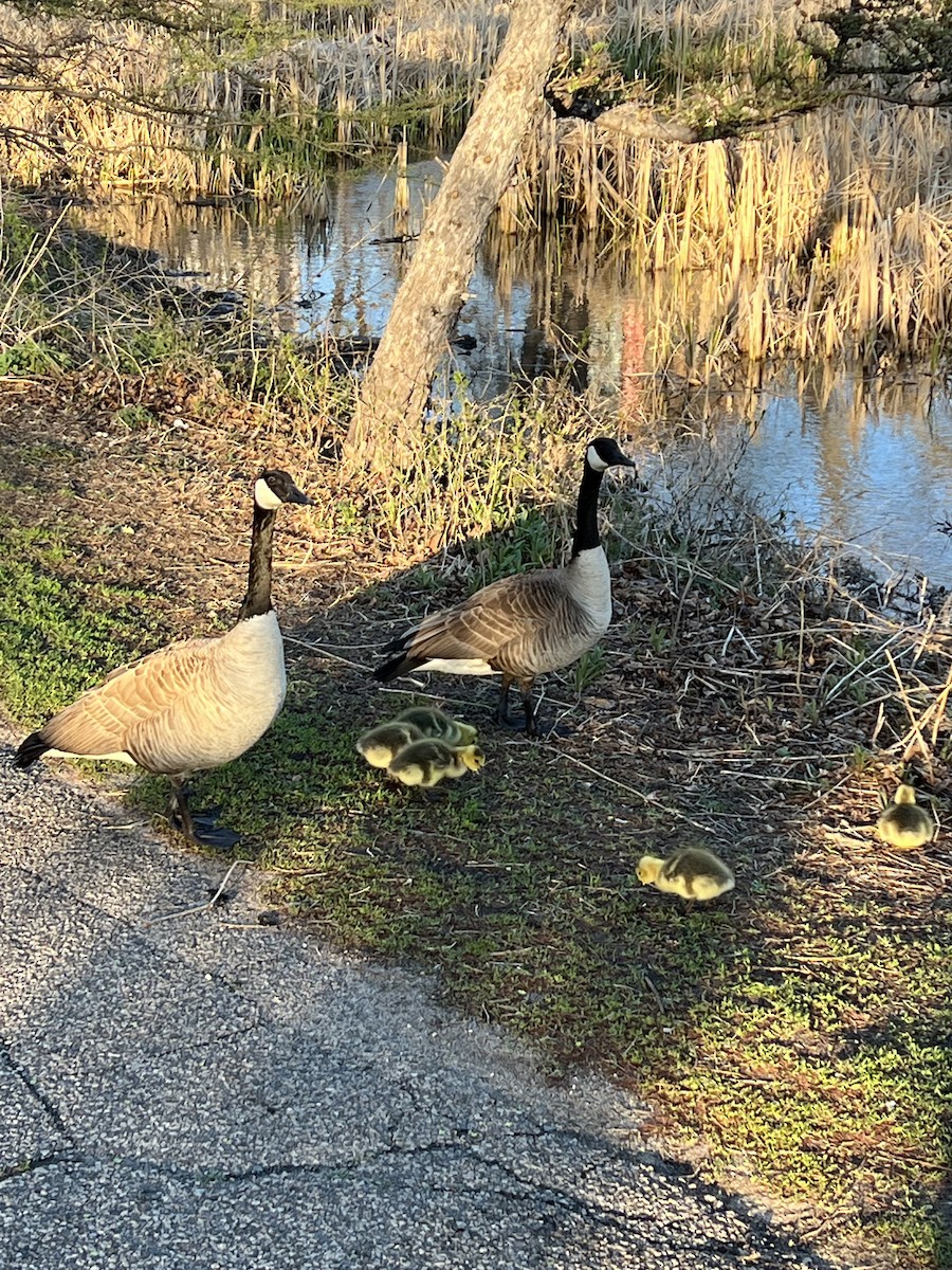 Canada Goose - ML617862517