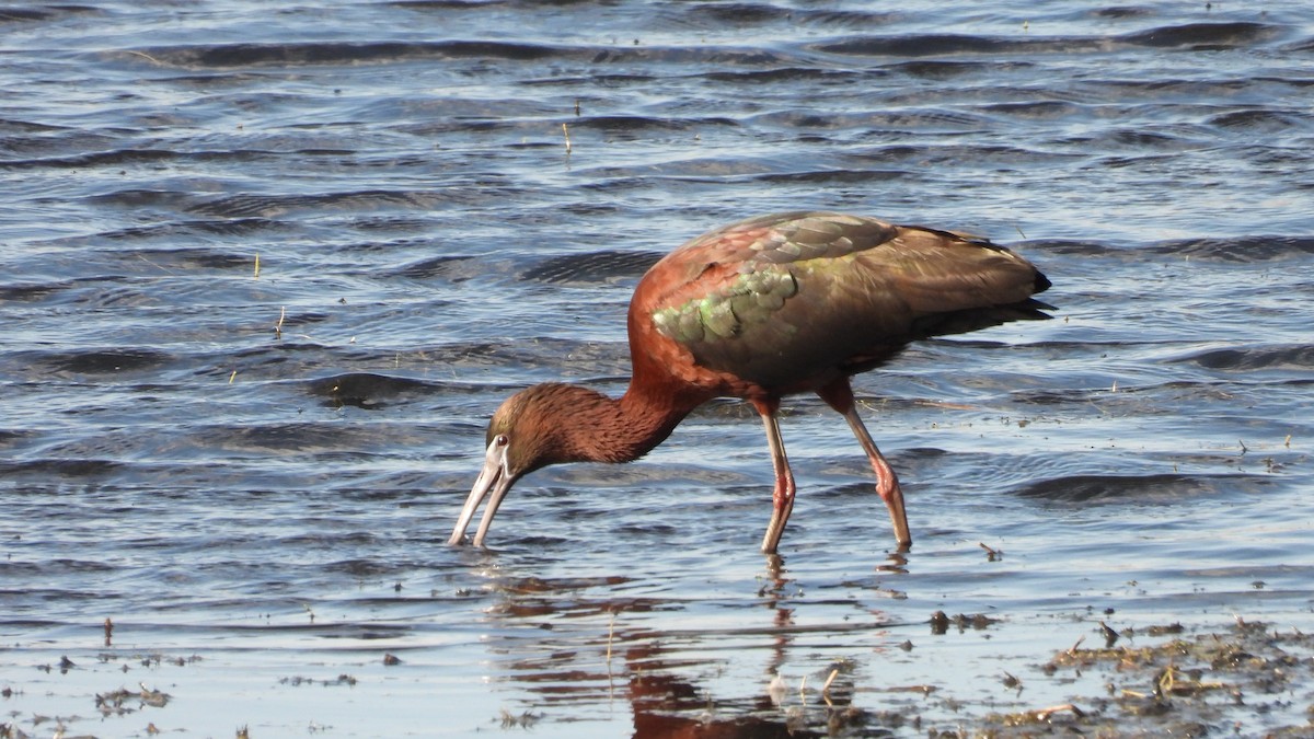 Glossy Ibis - ML617862593