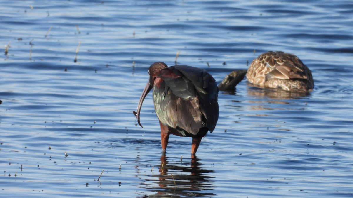 Glossy Ibis - ML617862598