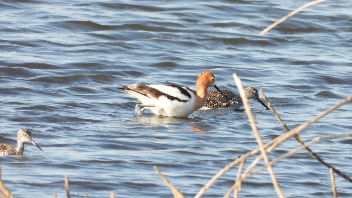 American Avocet - ML617862611