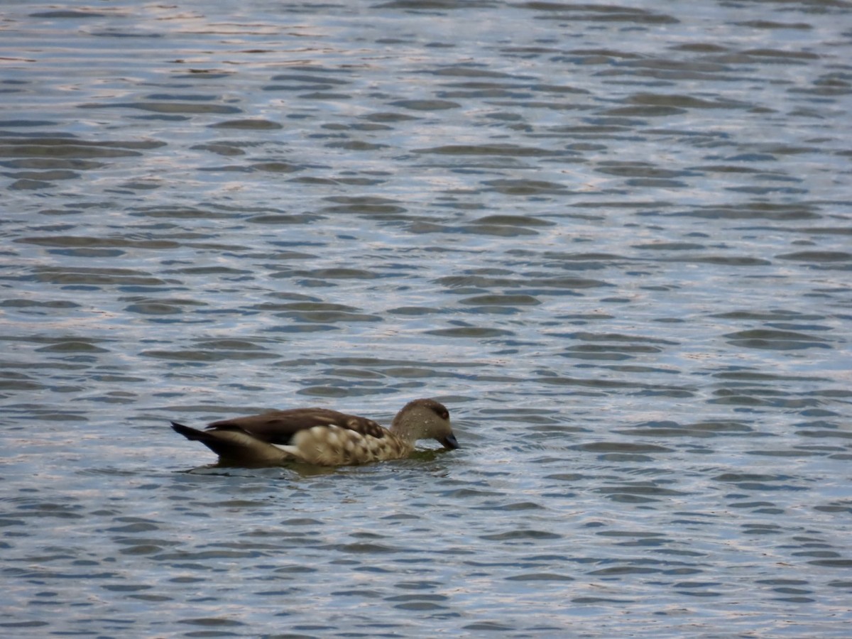 Crested Duck - ML617862616