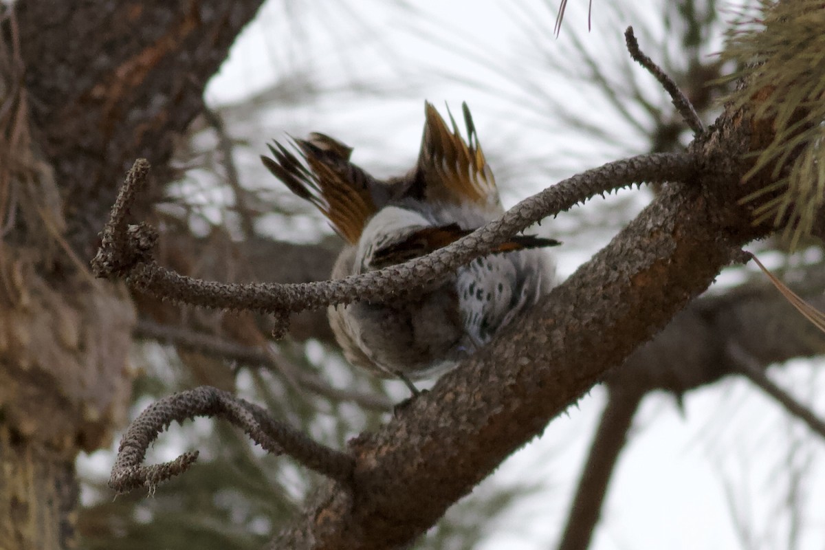 Gilded Flicker - ML617862622