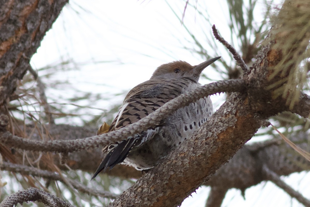 Gilded Flicker - ML617862624