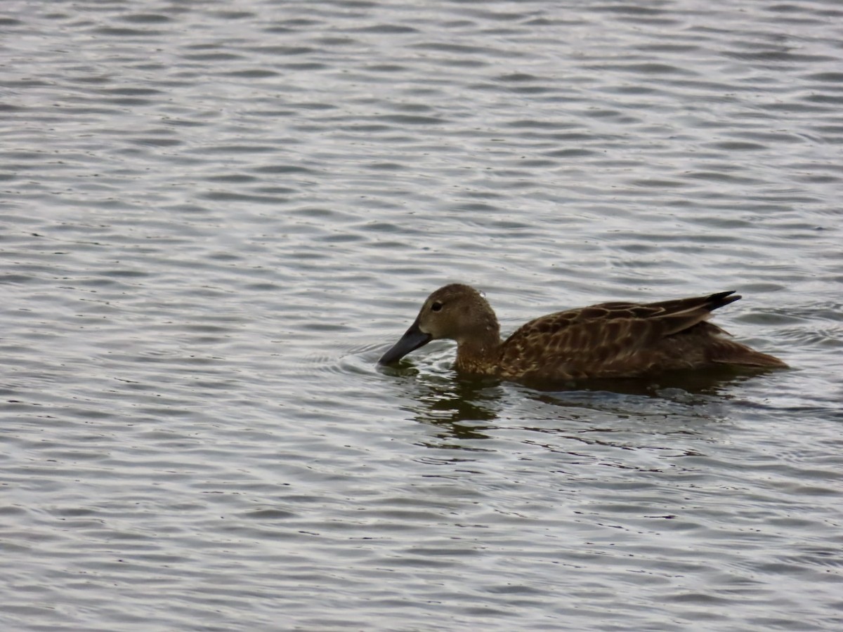 Cinnamon Teal - ML617862636