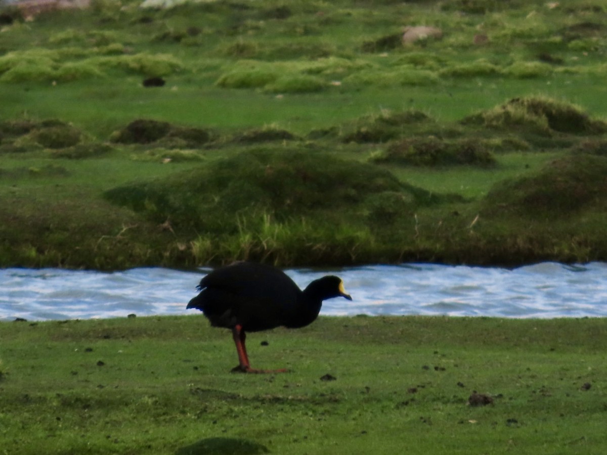 Giant Coot - Clarissa Chipman