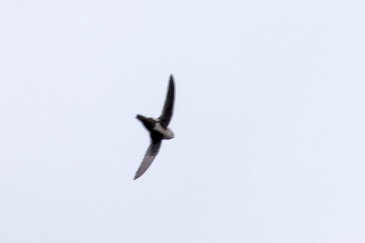 White-throated Swift - ML617862672