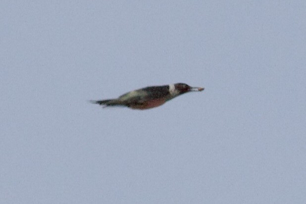 Lewis's Woodpecker - ML617862676