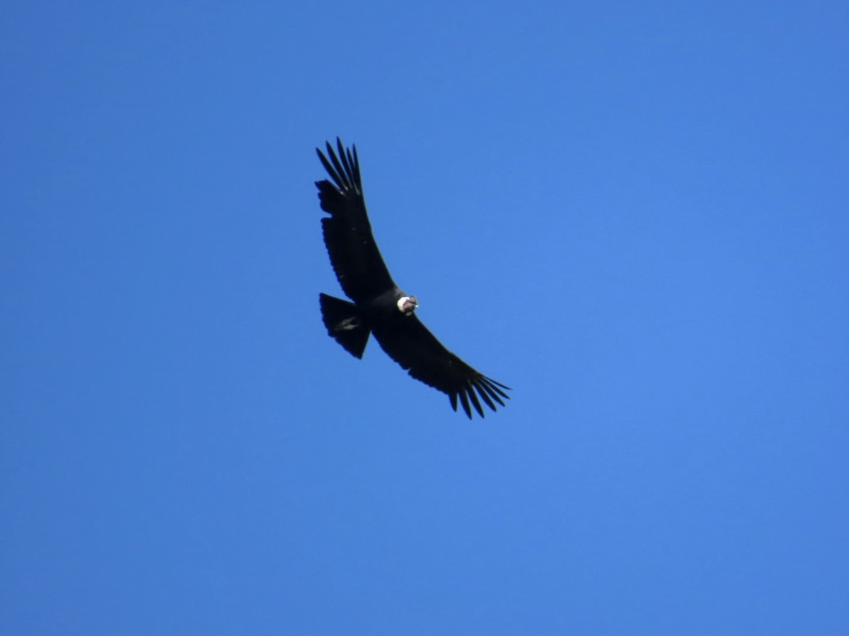 Andean Condor - Clarissa Chipman