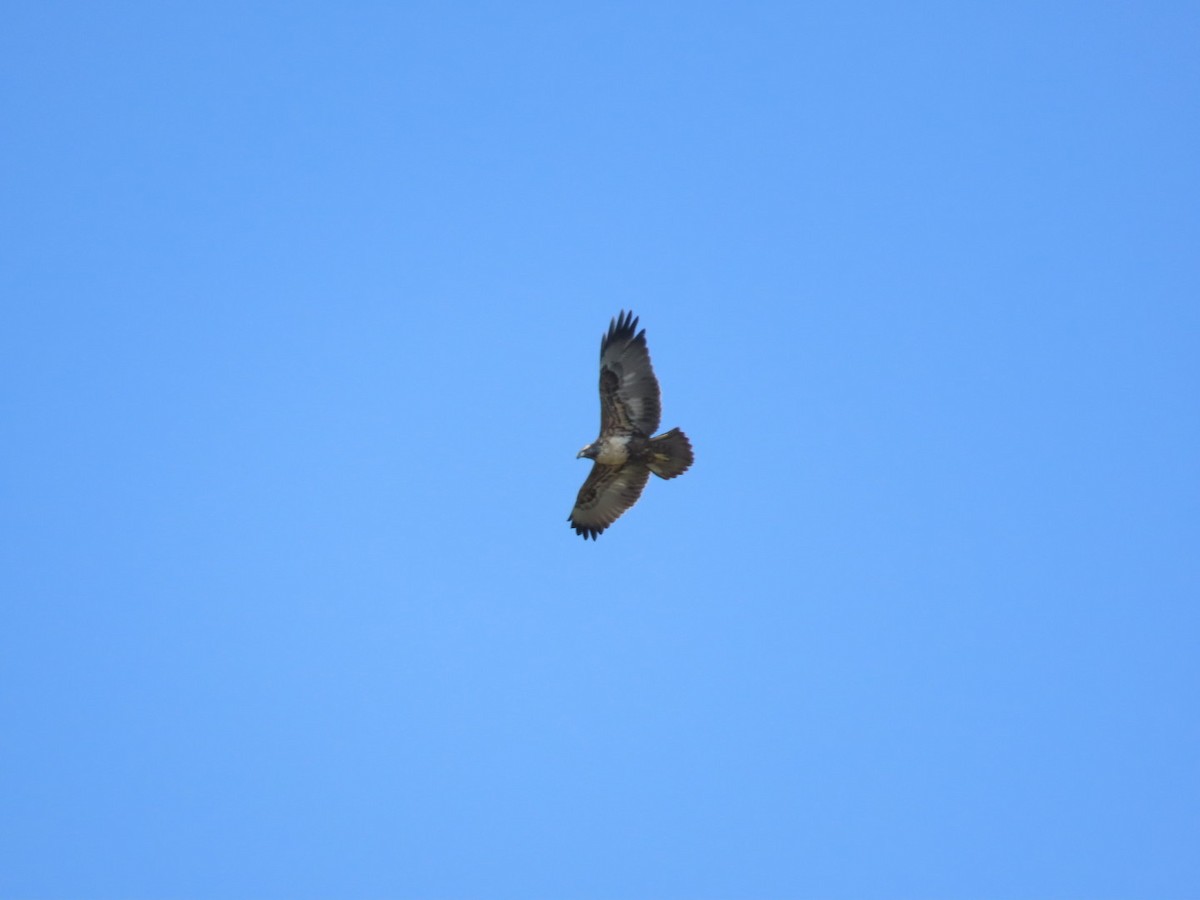 Black-chested Buzzard-Eagle - Clarissa Chipman