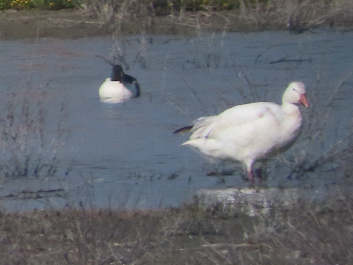 Snow Goose - ML617862717