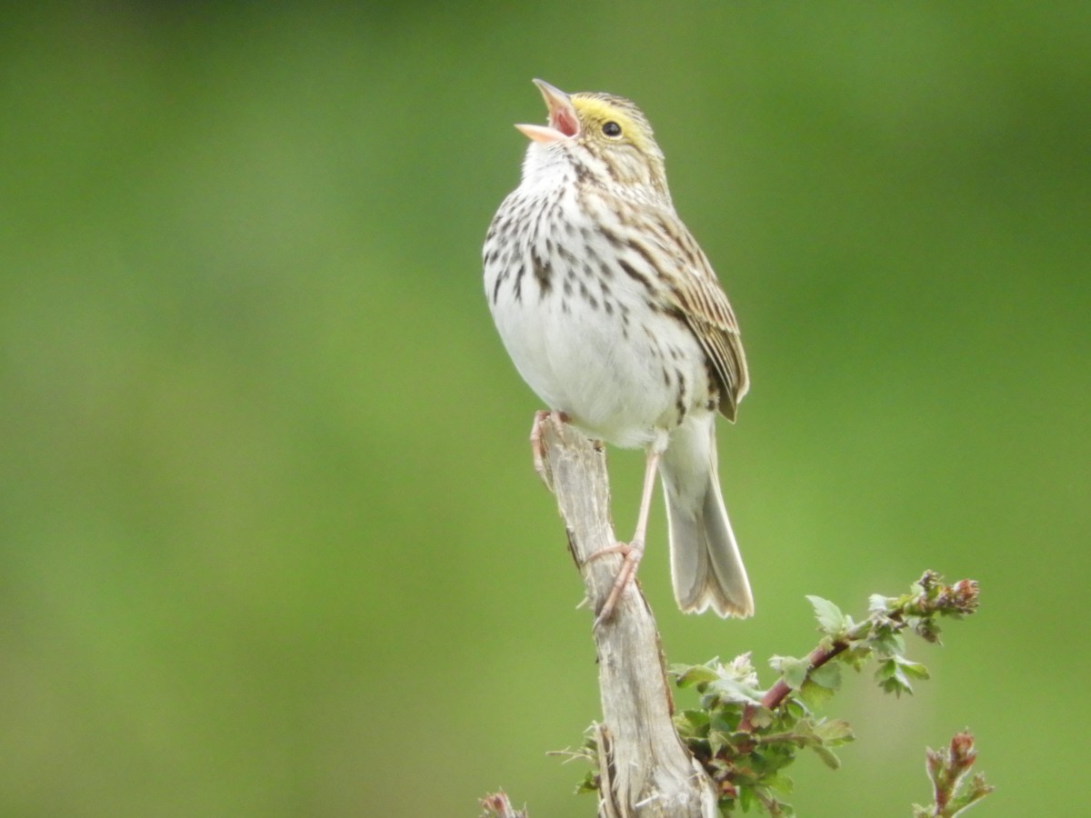 Savannah Sparrow - ML617862743