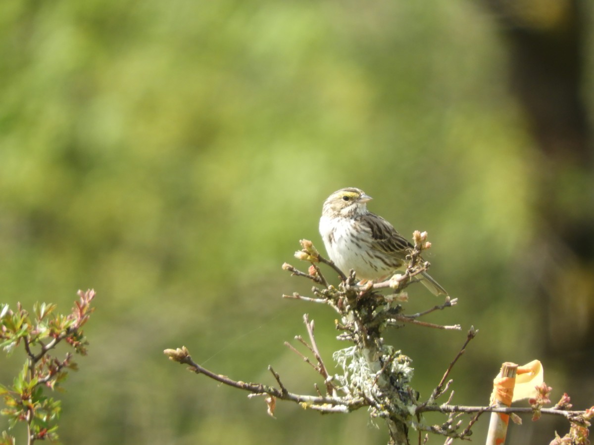 Savannah Sparrow - ML617862745