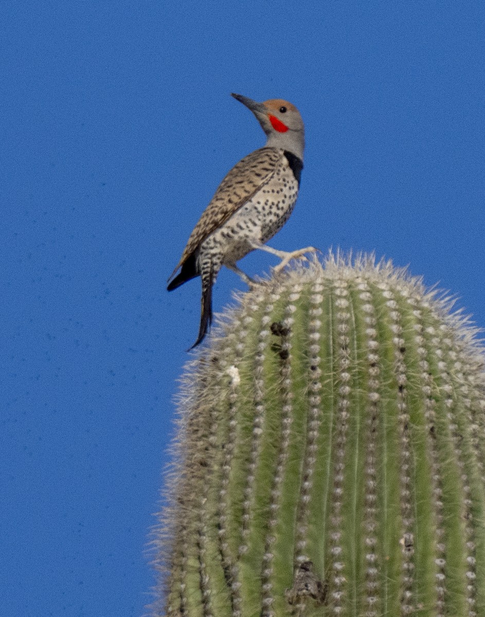 Northern/Gilded Flicker - ML617862775