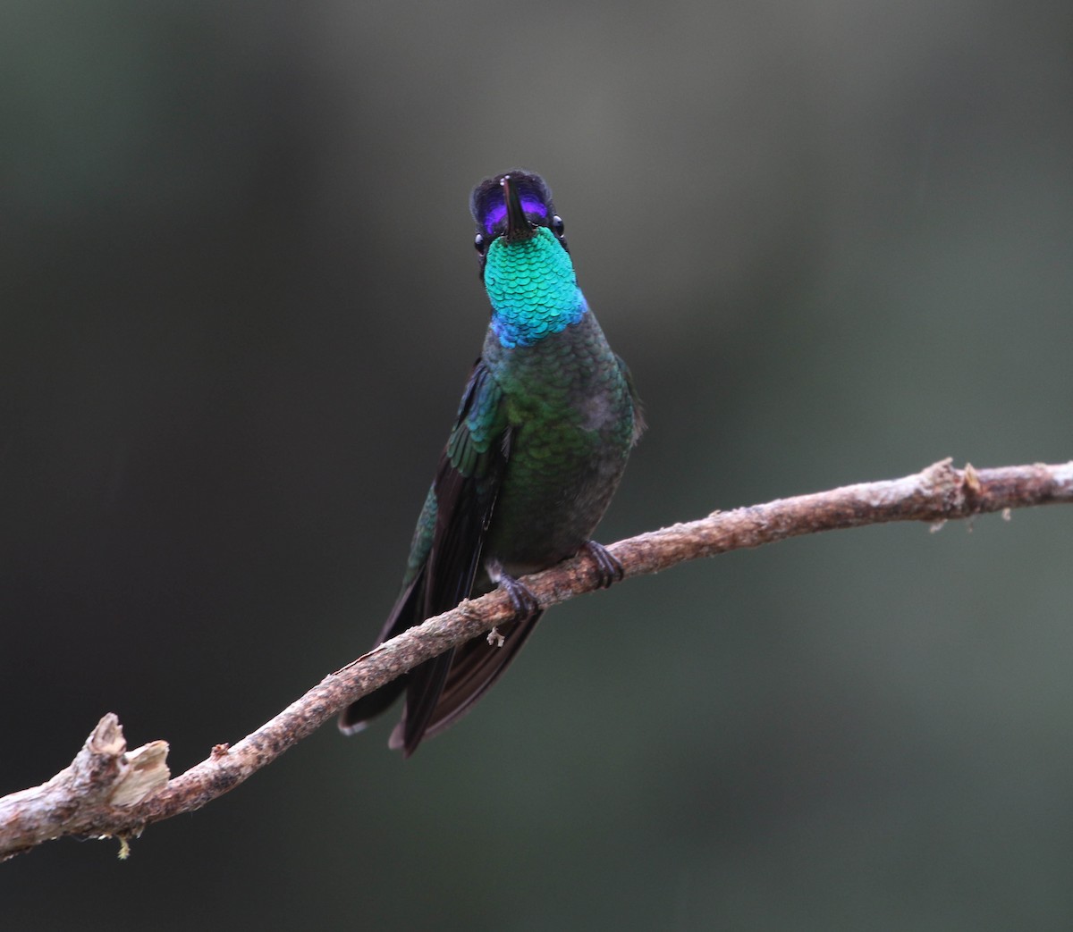 Talamanca Hummingbird - Roger Higbee