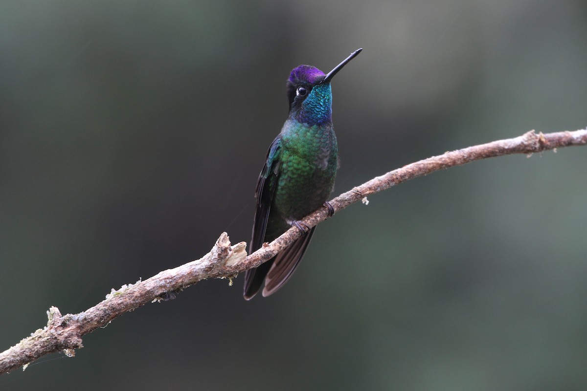 Talamanca Hummingbird - Roger Higbee